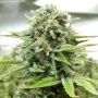 Moby Dick Auto Feminized Marijuana Strain by Barneys Farm For Sale Online at Cannabis Seeds Outlet