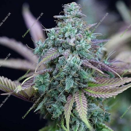 Strawberry Banana Cheesecake Auto Marijuana Strain by Barneys Farm For Sale Online at Cannabis Seeds Outlet