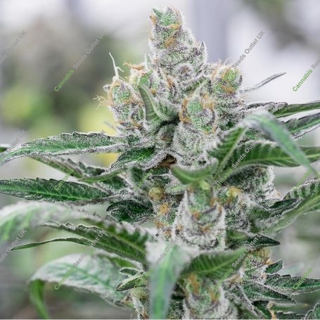 Banana Punch Feminized Marijuana Strain by Barneys Farm For Sale Online at Cannabis Seeds Outlet
