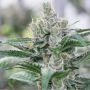 Banana Punch Feminized Marijuana Strain by Barneys Farm For Sale Online at Cannabis Seeds Outlet