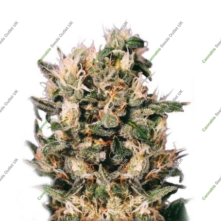Euforia Feminized Marijuana Strain by Our Own Weed Breeders For Sale Online at Cannabis Seeds Outlet