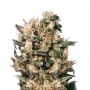 Euforia Feminized Marijuana Strain by Our Own Weed Breeders For Sale Online at Cannabis Seeds Outlet