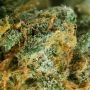 Cannabis Seeds Outlet Euforia Smoke Buds Weed Ganja Skunk Dope Pot Images Pics Nuggets