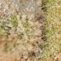 Amnesia Fast V Feminized by Advanced Seeds THC Content Potency Strength CBD Height Yield Flowering Time Indica Sativa Genetics