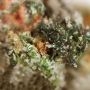 Cherry Pie Feminized by Advanced Seeds THC Content Potency Strength CBD Height Yield Flowering Time Indica Sativa Genetics
