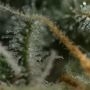 Strawberry Gum CBD Feminized by Advanced Seeds THC Content Potency Strength CBD Height Yield Flowering Time Indica Sativa Geneti