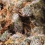 Steves Alien OG Feminized by Blim Burn THC Content Potency Strength CBD Height Yield Flowering Time Indica Sativa Genetics