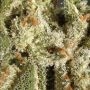 Amnesia Feminized by Buddha Seeds THC Content Potency Strength CBD Height Yield Flowering Time Indica Sativa Genetics