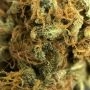 Critical Feminized by Buddha Seeds THC Content Potency Strength CBD Height Yield Flowering Time Indica Sativa Genetics