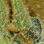 High Speed Buds Critical Glue 4 Auto Smoke Buds Weed Ganja Skunk Dope Pot Images Pics Nuggets