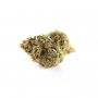 High Speed Buds Cannabis Strain High Voltage Fast V Feminized Marijuana Seeds Original Collector Souvenir Authentic Packaging Pa