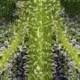 Gelato 242 Feminized by Medical Seeds Co THC Content Potency Strength CBD Height Yield Flowering Time Indica Sativa Genetics