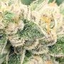 Zkittlez Feminized by Medical Seeds Co THC Content Potency Strength CBD Height Yield Flowering Time Indica Sativa Genetics