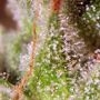 OO Kush Fast V Feminized by OO Seeds THC Content Potency Strength CBD Height Yield Flowering Time Indica Sativa Genetics