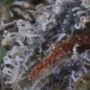 Blueberry Fast V Feminized by OO Seeds THC Content Potency Strength CBD Height Yield Flowering Time Indica Sativa Genetics