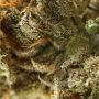 Chocolate Kush Fast V Feminized by OO Seeds THC Content Potency Strength CBD Height Yield Flowering Time Indica Sativa Genetics