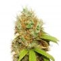 OO Seeds Chocolate Skunk XXL Auto Smoke Buds Weed Ganja Skunk Dope Pot Images Pics Nuggets