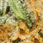 Chocolate Skunk XXL Auto Feminized by OO Seeds THC Content Potency Strength CBD Height Yield Flowering Time Indica Sativa Geneti