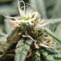 Alien Fire Feminized by Purple Caper THC Content Potency Strength CBD Height Yield Flowering Time Indica Sativa Genetics