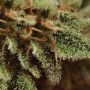 Royal CBDV Auto Feminized by Royal Queen Seeds THC Content Potency Strength CBD Height Yield Flowering Time Indica Sativa Geneti