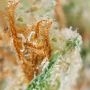 Jack Herer Feminized by Seed Stockers THC Content Potency Strength CBD Height Yield Flowering Time Indica Sativa Genetics