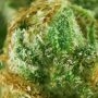 Bruce Banner Feminized by Seed Stockers THC Content Potency Strength CBD Height Yield Flowering Time Indica Sativa Genetics