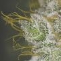 Wedding Glue Feminized by Seed Stockers THC Content Potency Strength CBD Height Yield Flowering Time Indica Sativa Genetics