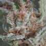 Moby Dick Auto Feminized by Seed Stockers THC Content Potency Strength CBD Height Yield Flowering Time Indica Sativa Genetics