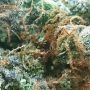Sour Diesel Auto Feminized by Seed Stockers THC Content Potency Strength CBD Height Yield Flowering Time Indica Sativa Genetics