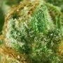 Bruce Banner Auto Feminized by Seed Stockers THC Content Potency Strength CBD Height Yield Flowering Time Indica Sativa Genetics