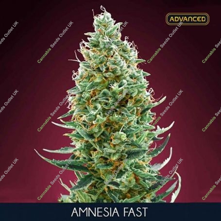 Amnesia Fast V Feminized Marijuana Strain by Advanced Seeds For Sale Online at Cannabis Seeds Outlet