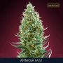 Amnesia Fast V Feminized Marijuana Strain by Advanced Seeds For Sale Online at Cannabis Seeds Outlet