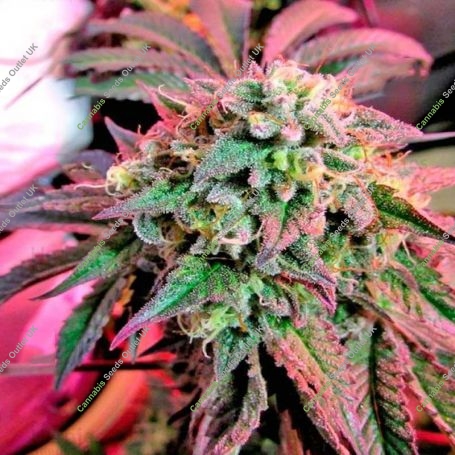 Cherry Pie Feminized Marijuana Strain by Advanced Seeds For Sale Online at Cannabis Seeds Outlet