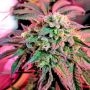 Cherry Pie Feminized Marijuana Strain by Advanced Seeds For Sale Online at Cannabis Seeds Outlet