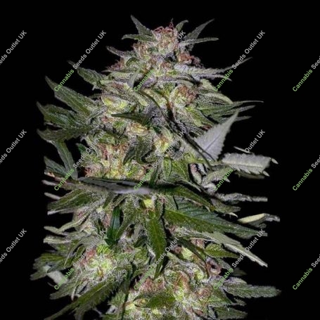 Jack Plant Fast V Feminized Marijuana Strain by Advanced Seeds For Sale Online at Cannabis Seeds Outlet