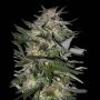 Jack Plant Fast V Feminized Marijuana Strain by Advanced Seeds For Sale Online at Cannabis Seeds Outlet