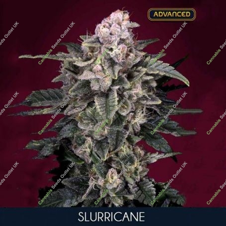 Slurricane Feminized Marijuana Strain by Advanced Seeds For Sale Online at Cannabis Seeds Outlet