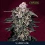 Slurricane Feminized Marijuana Strain by Advanced Seeds For Sale Online at Cannabis Seeds Outlet