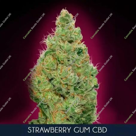 Strawberry Gum CBD Feminized Marijuana Strain by Advanced Seeds For Sale Online at Cannabis Seeds Outlet