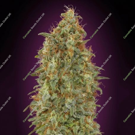 Zkittlez Fast V Feminized Marijuana Strain by Advanced Seeds For Sale Online at Cannabis Seeds Outlet