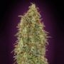 Zkittlez Fast V Feminized Marijuana Strain by Advanced Seeds For Sale Online at Cannabis Seeds Outlet