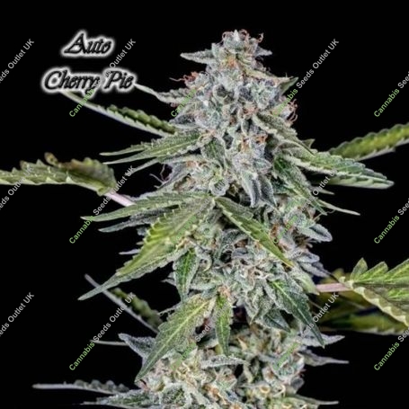 Cherry Pie Auto Feminized Marijuana Strain by Advanced Seeds For Sale Online at Cannabis Seeds Outlet