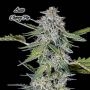 Cherry Pie Auto Feminized Marijuana Strain by Advanced Seeds For Sale Online at Cannabis Seeds Outlet