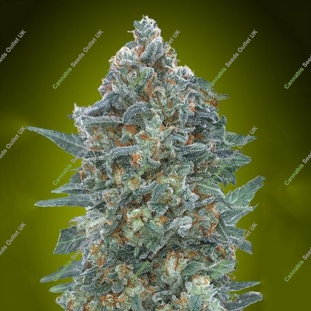 Critical Lemon CBD Auto Feminized Marijuana Strain by Advanced Seeds For Sale Online at Cannabis Seeds Outlet