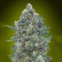 Critical Lemon CBD Auto Feminized Marijuana Strain by Advanced Seeds For Sale Online at Cannabis Seeds Outlet