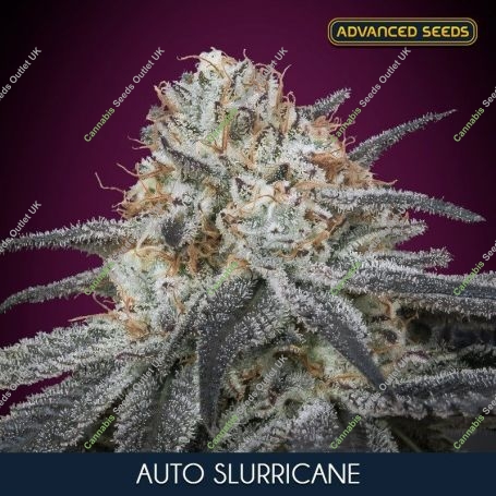 Slurricane Auto Feminized Marijuana Strain by Advanced Seeds For Sale Online at Cannabis Seeds Outlet