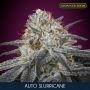 Slurricane Auto Feminized Marijuana Strain by Advanced Seeds For Sale Online at Cannabis Seeds Outlet