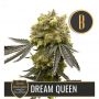 Steves Dream Queen Feminized Marijuana Strain by Blim Burn For Sale Online at Cannabis Seeds Outlet