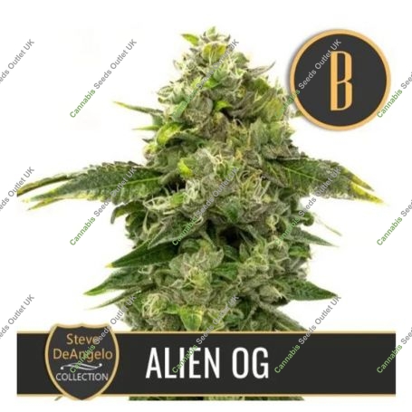 Steves Alien OG Feminized Marijuana Strain by Blim Burn For Sale Online at Cannabis Seeds Outlet