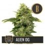 Steves Alien OG Feminized Marijuana Strain by Blim Burn For Sale Online at Cannabis Seeds Outlet